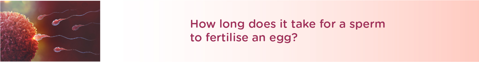 How Long Does It Take for a Sperm to Fertilize an Egg?