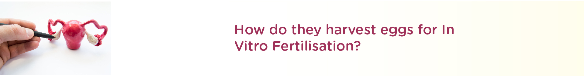 How do They Harvest Eggs for In-Vitro Fertilization?
