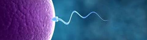 Precautions after an IVF treatment.png