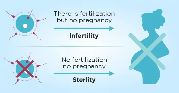 What are the Important Foods that Improve Fertility?