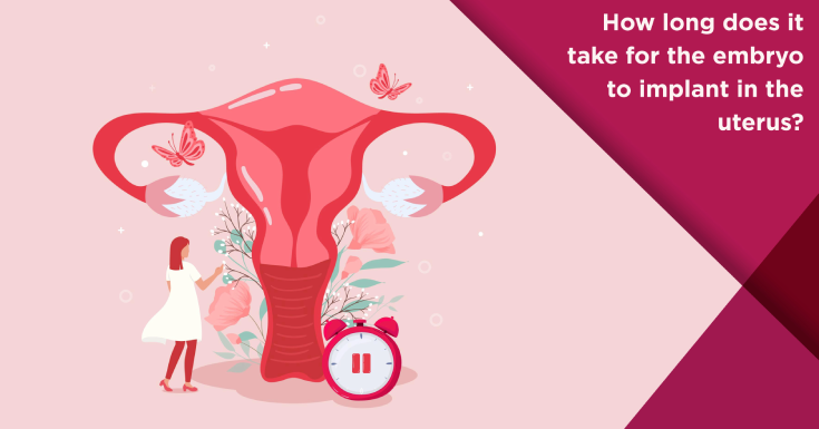 How long does it take for the embryo to implant in the uterus?