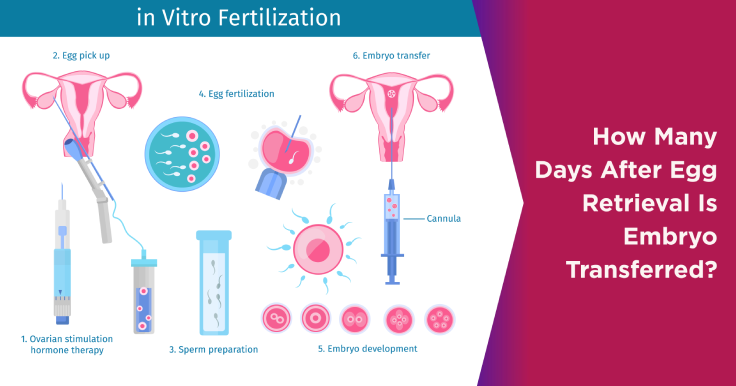 How many Days after Egg Retrieval is Frozen Embryo Transfer?