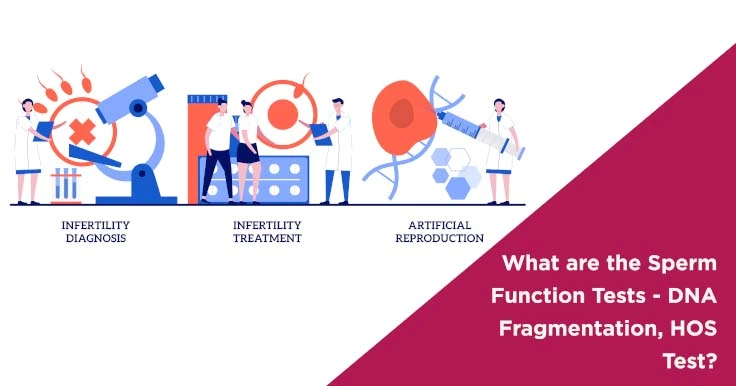 What are the Sperm Function Tests - DNA Fragmentation, HOS Test?