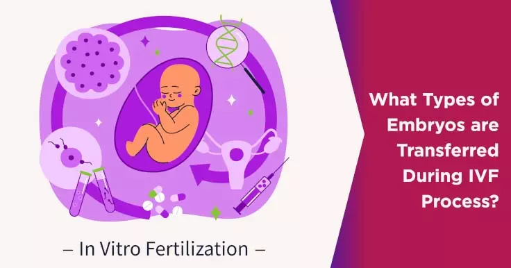 in vitro fertilization embryos