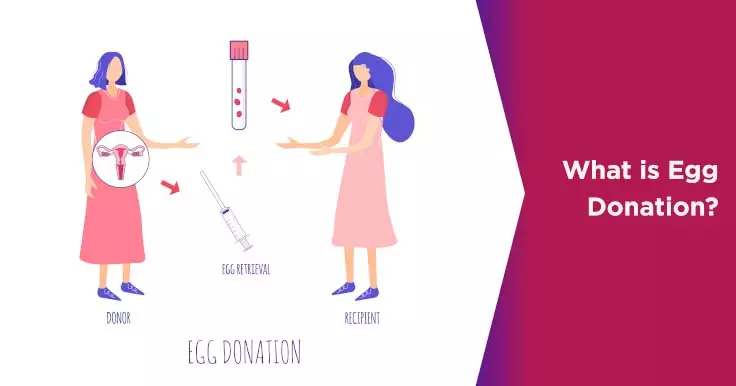 What is Egg Donation?