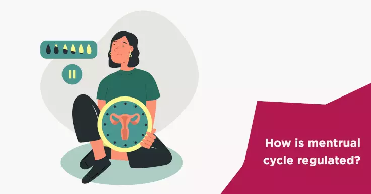 How is mentrual cycle regulated?