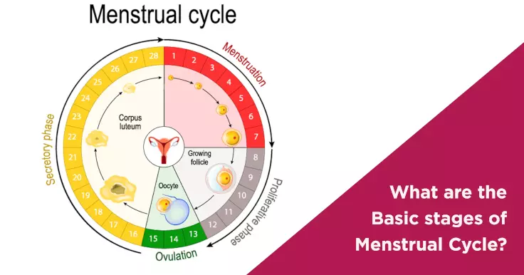 What are the Basic stages of Menstrual Cycle?