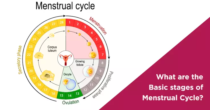 Phases of Menstrual Cycle: 4 Basic Phases