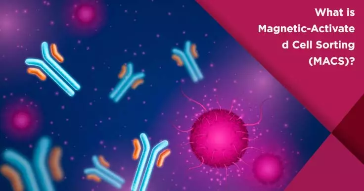 What is Magnetic-Activated Cell Sorting (MACS)?