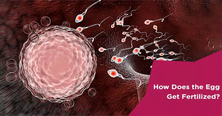 fertilization of egg