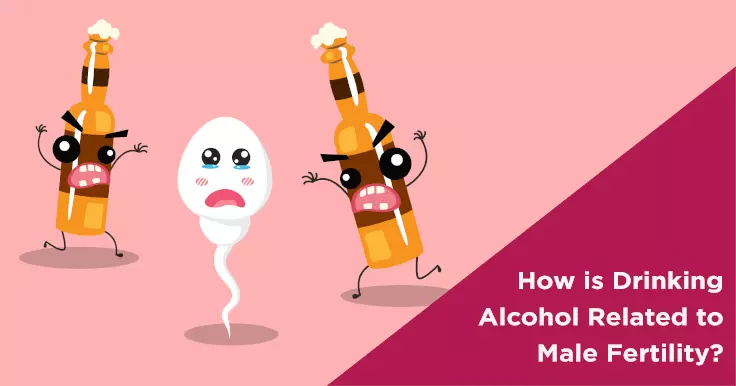 How is Drinking Alcohol Related to Male Fertility?