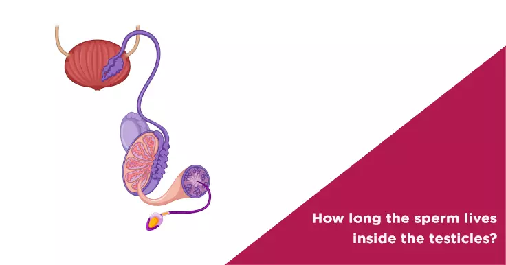 How long the sperm lives inside the testicles?