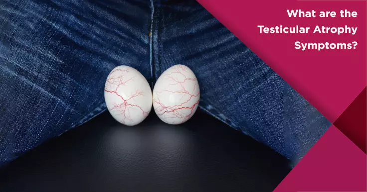 What are the Testicular Atrophy Symptoms?