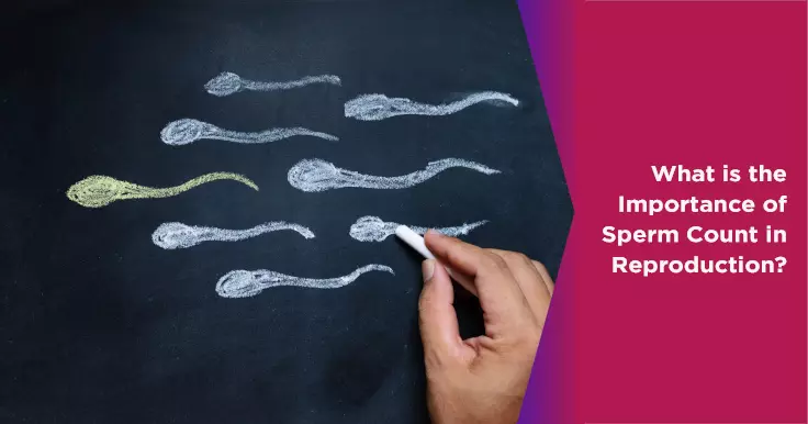 What is the Importance of Sperm Count in Reproduction?