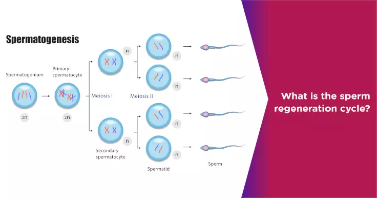 What is the sperm regeneration cycle?
