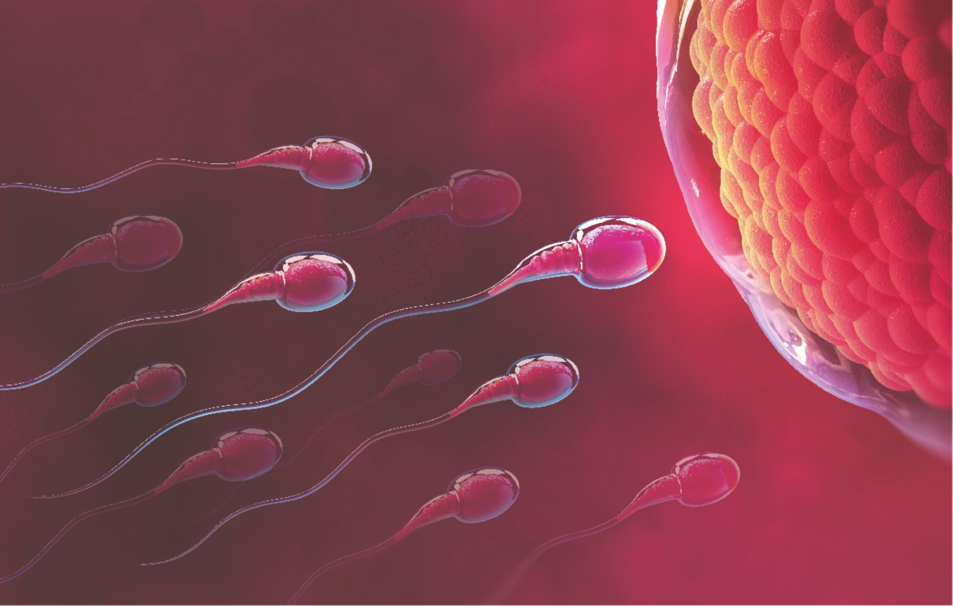 Fellowship in Reproductive Embryology