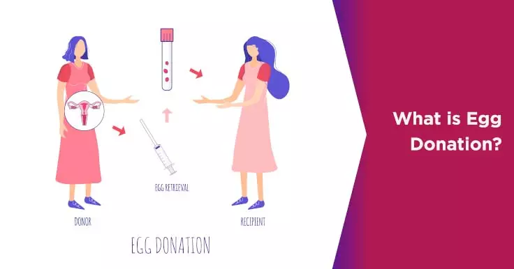  Understanding Egg Donation: Process